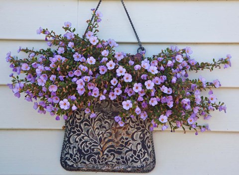 Framed British Columbia, Victoria, Decor on House boats Print