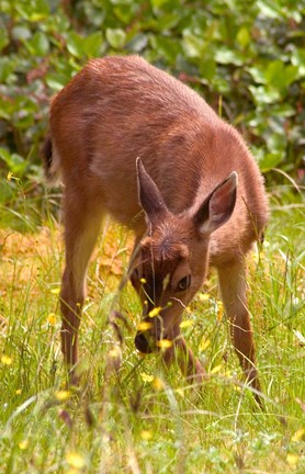 Framed Sitka Black Tail Deer, Fawn Eating Grass, Queen Charlotte Islands, Canada Print