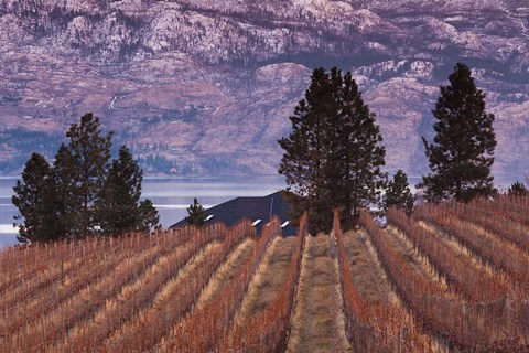Framed Vineyard and lake, West Kelowna, Okanagan Valley, British Columbia, Canada Print