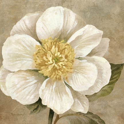 Framed Up Close Cream Rose Print