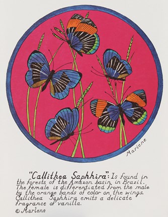 Framed Callithea Saphhira Print