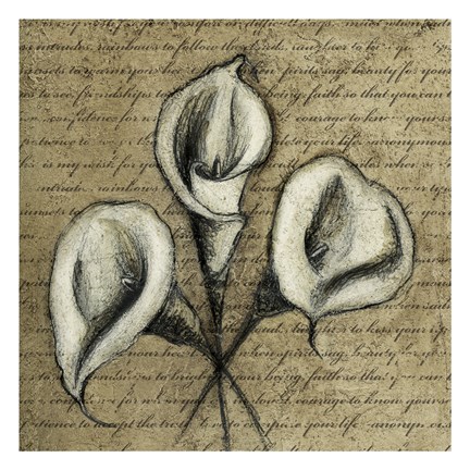 Framed Cala Lily Script 2 Print