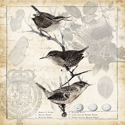 Framed Botanical Birds Black Cream I Print