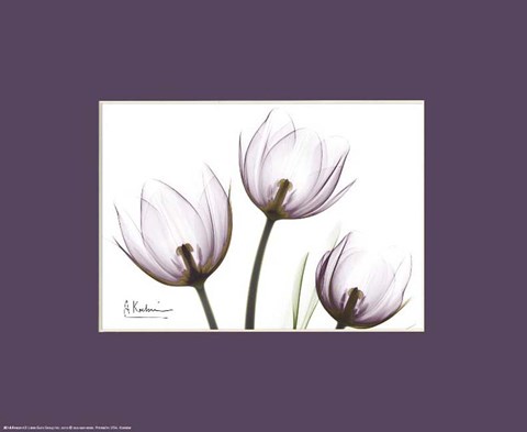 Framed X-Ray Blackberry Tulips Print