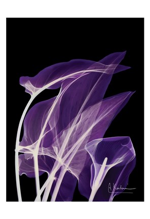Framed Purple Calla Print
