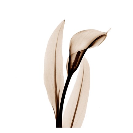 Framed Single Calla Lily in Sienna Print