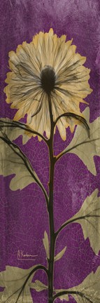 Framed Chrysanthemum Purple I Print