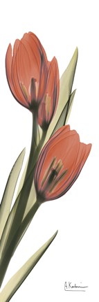Framed Soft Tulip Print