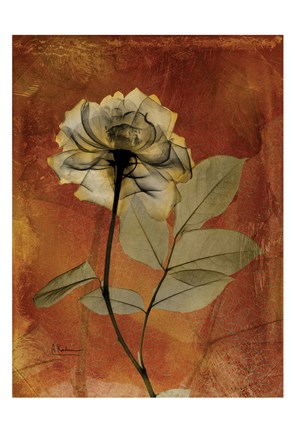 Framed Rose 3 Print