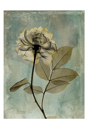 Framed Rose 5 Print