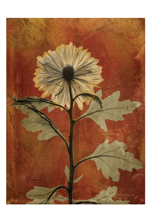 Framed Chrysanthemum Orange II Print