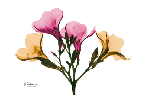 Framed Oleander Print