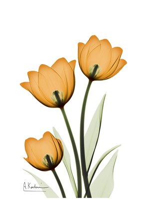 Framed Tulips 1 Print
