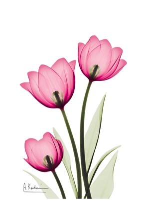 Framed Tulips 2 Print