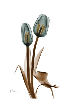 Framed Tulips 3 Print