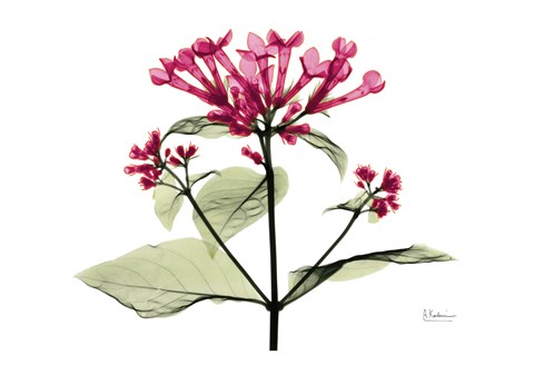 Framed Bouvardia - Pink Print