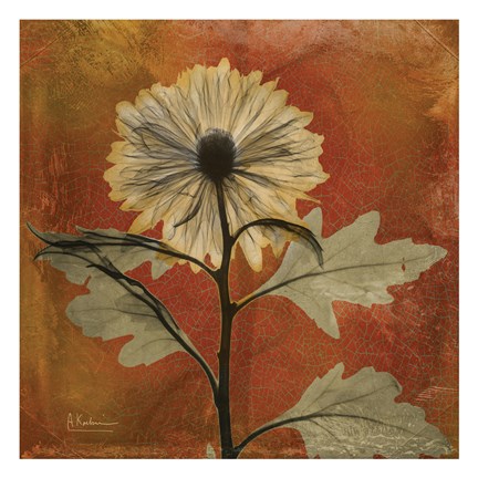 Framed Chrysanthemum Orange III Print