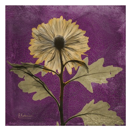 Framed Chrysanthemum Purple III Print