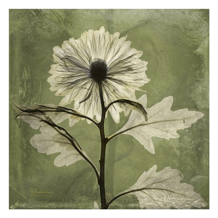 Framed Chrysanthemum Green Print