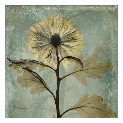 Framed Chrysanthemum 2 - square Print