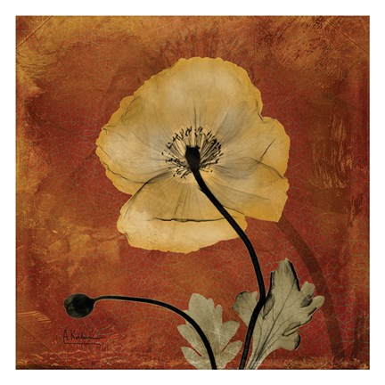 Framed Iceland Poppy 10 Print
