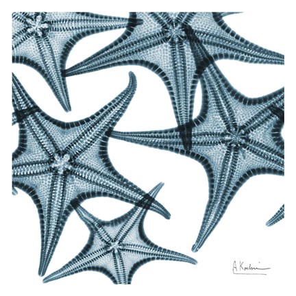 Framed Starfishes Print
