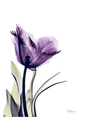 Framed Tulip Dream Print