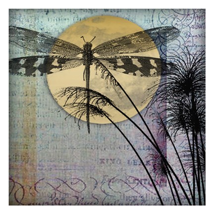Framed Dragonfly By Night IV Print