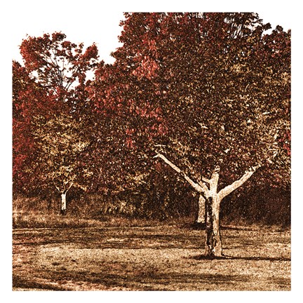 Framed Trees Digital Print