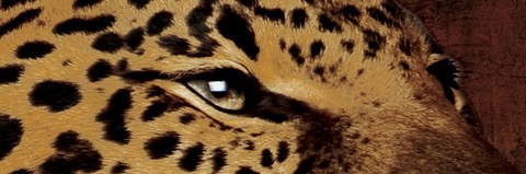 Framed Leopard Eyes Print