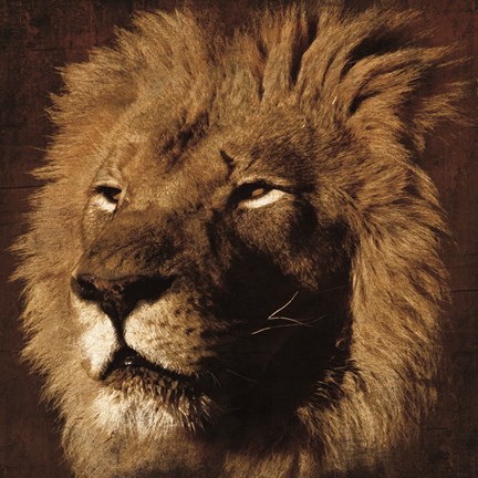 Framed Lion 2 Print