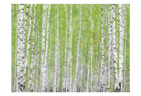 Framed Evergreen Timber Print