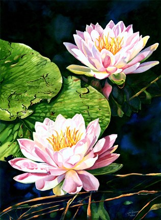Framed Waterlily Reflections Print