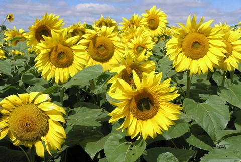 Framed Sunflower 21 Print