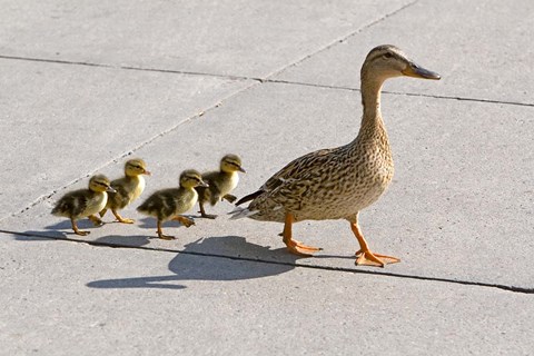 Framed Mallard hen and ducklings in Madison, Wisconsin Print