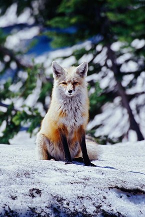 Framed Red Fox on Snow Bank, Mt Rainier National Park, Washington Print