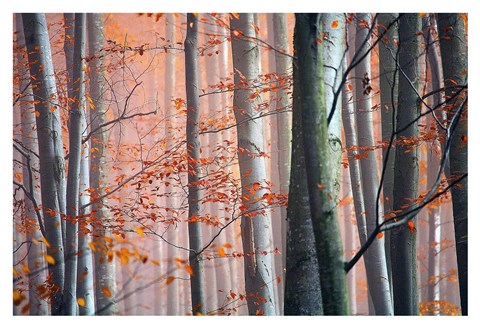 Framed Autumn Woods Print