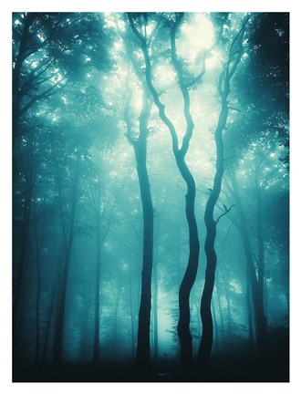 Framed Blue Light Woods Print