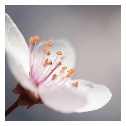 Framed Cherry Flower 1 Print