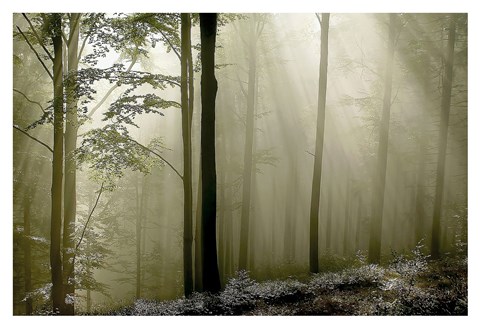 Framed Green Woods 2 Print