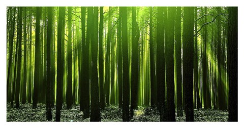 Framed Green Woods 3 Print