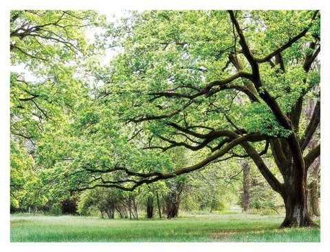 Framed Green Woods 4 Print