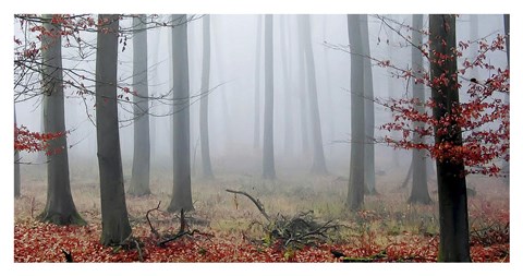 Framed Misty Woods Print