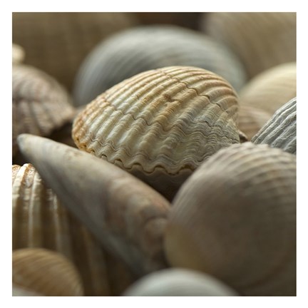 Framed Shells 2 Print