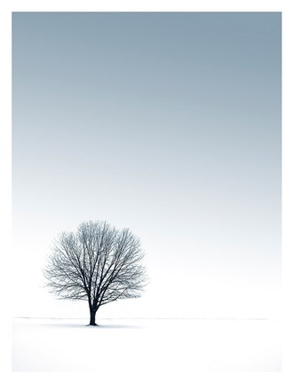 Framed Tree in Winterscape Print