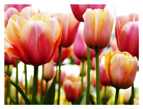 Framed Tulip Print