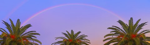 Framed Three Palm Rainbow Print