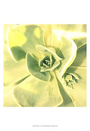 Framed Succulent I Print