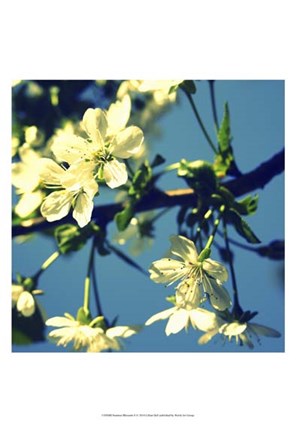Framed Summer Blossom II Print