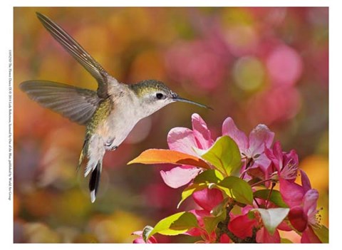 Framed Flower Dance IX Print